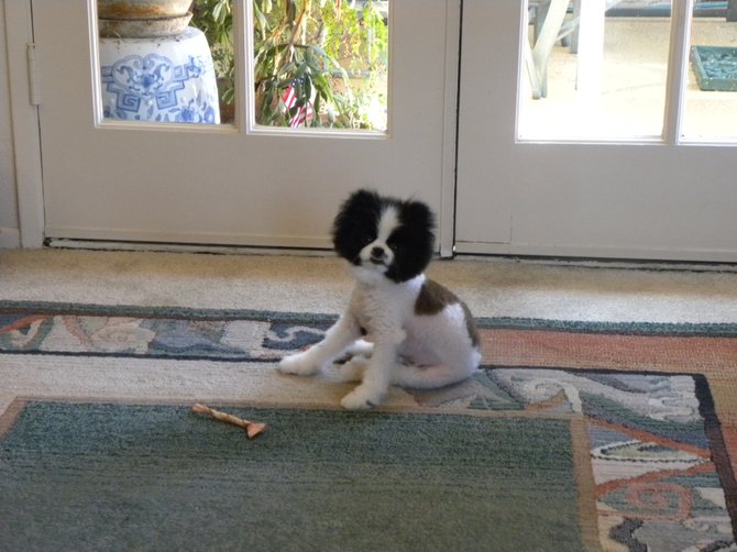 This is a picture of Aiden, my mom's new dog. She bought him to keep her company after my dad died. He is a Pomeranian.