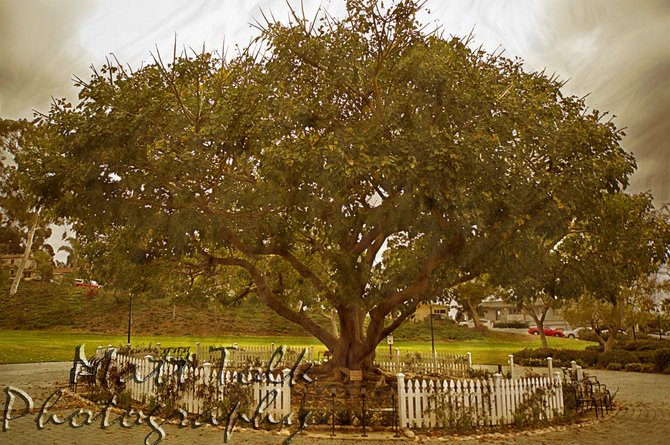 Heritage Park Tree