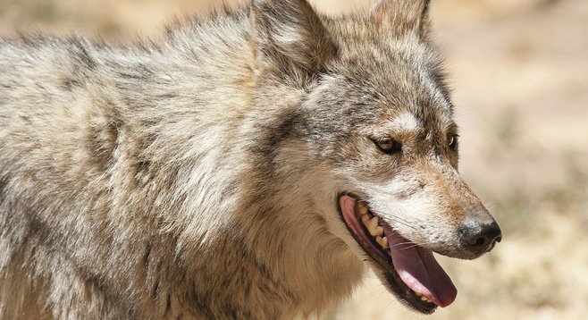 Only 50 Mexican wolves live in the wild in the United States.