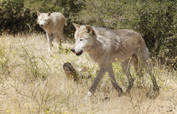 A pair of Alaskan wolves roam through their enclosure.