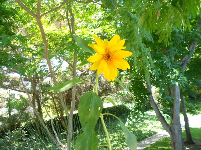Scraggly sunflower on front porch in Ocean Beach.