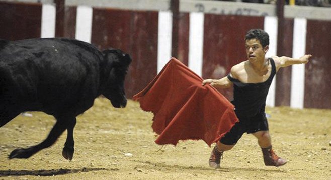Dwarf bullfighting is becoming the world’s fastest growing sport.