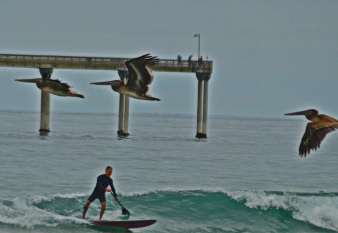 Pelicans at Ocean Beach