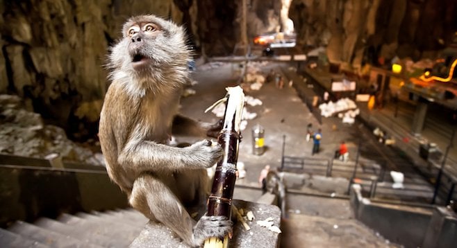 "It smells like sh*t in here." Macaque posing in Malaysia's Batu Caves. 