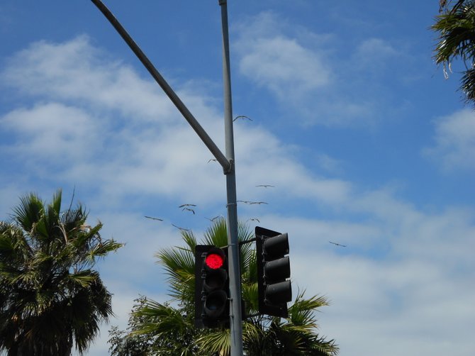 Pelicans soaring above Sunset Cliffs Blvd. near Robb Field in Ocean Beach.