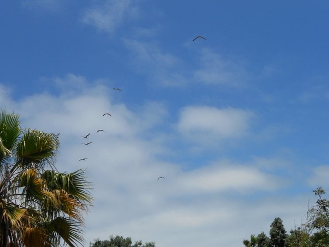 Beautiful birds on Sunset Cliffs Bridge in Ocean Beach.