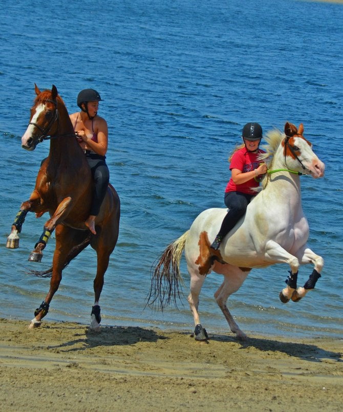 Horses frolicking on Fiesta Island