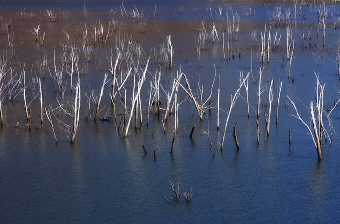 Sticks of Lake Hodges in Escondido