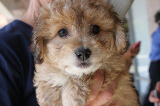 This puppy too is a victim of Johnson Le.  Photo courtesy of San Diego Humane.
