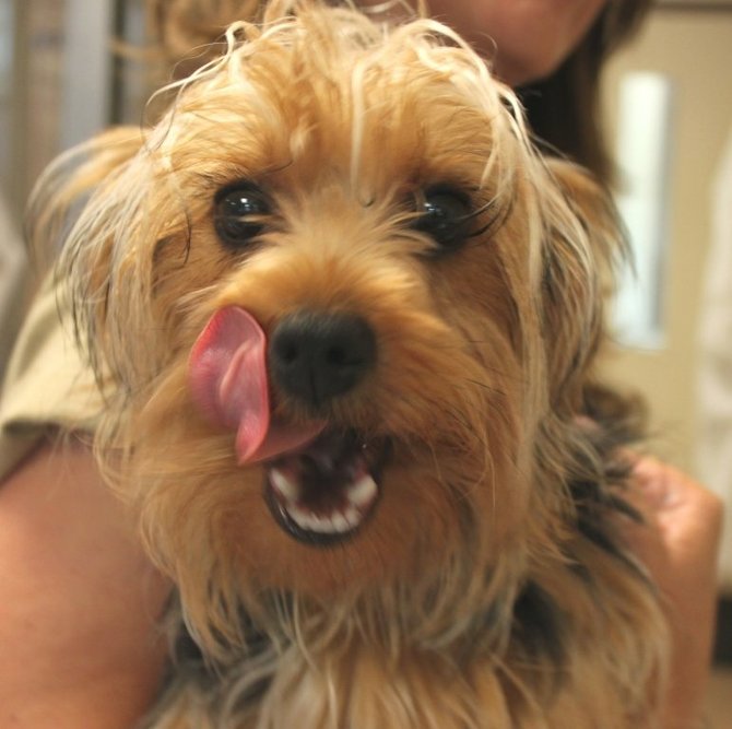 A third victim that hopefully found a good home.  Photo courtesy of San Diego Humane.