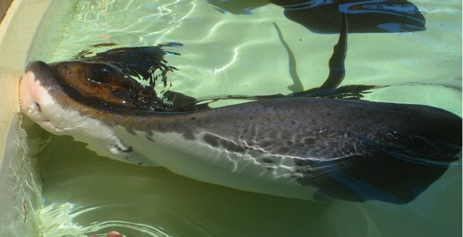 Bat Ray at Sea World