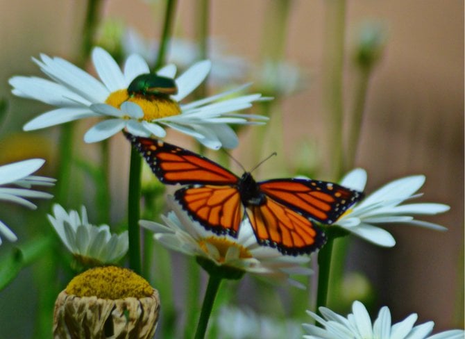 Butterfly Garden, Balboa Park