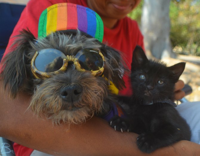 Dog and Kitten at Balboa Park