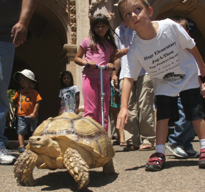 African spurred tortoise.  Photo Bob Weatherston. 