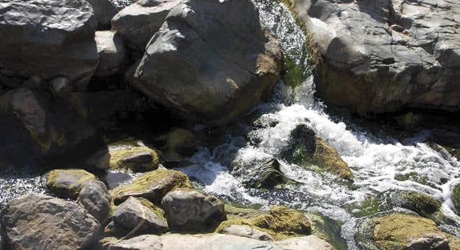Peñasquitos Creek, which flows year round, runs through the heart of the preserve.