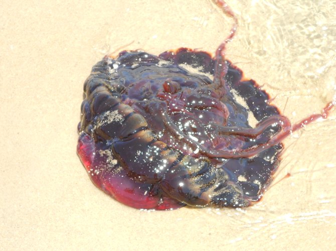 Beached dead black jellyfish along San Diego Bay's Shelter Island.
