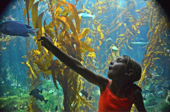 Abby Wilbur in awe of a fish at Birch Aquarium