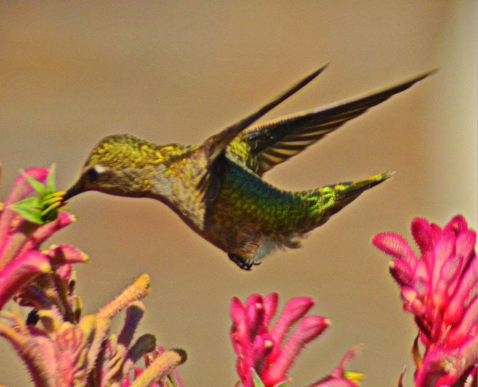 Hummingbird in my mom's garden. College Grove.