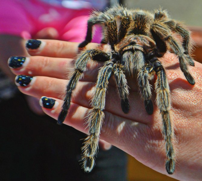 Tarantula carefully exhibited by a handler at Sea World