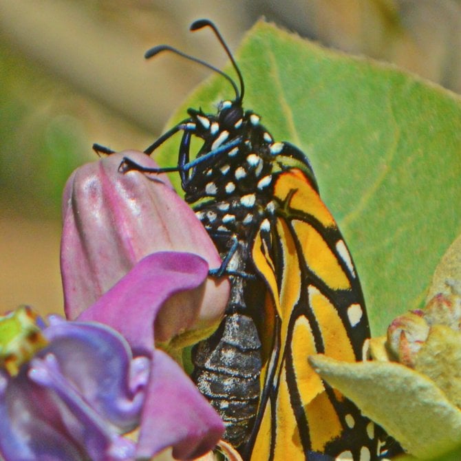 Just-born Monarch waiting for its wings to dry. Botanical Gardens, Balboa Park.