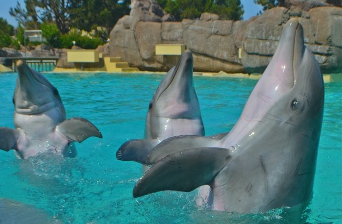 Trio of Trained Dolphins. Sea World