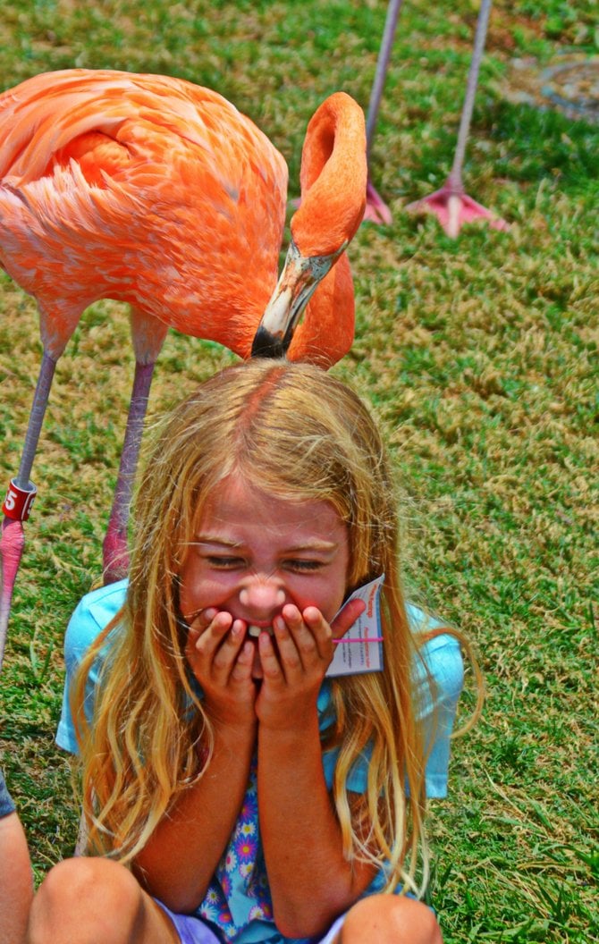 My daughter Aidan, tickled by a pelican at Sea World.