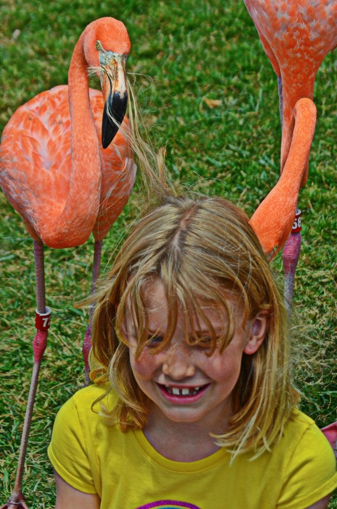 Ava Raymond being groomed by a pair of pelicans. Sea World.