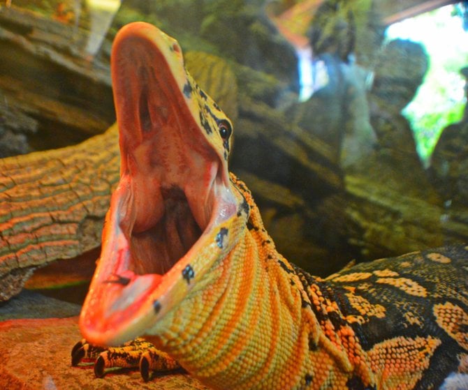 Water Monitor Yawning. Sea World