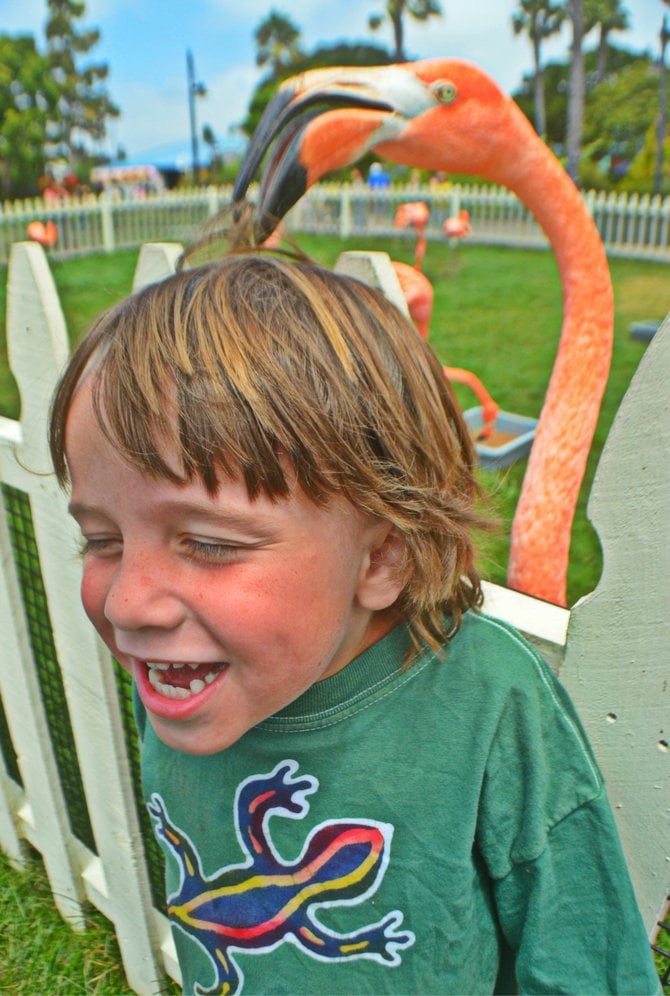 My son Fin getting groomed by a Flamingo at Sea World