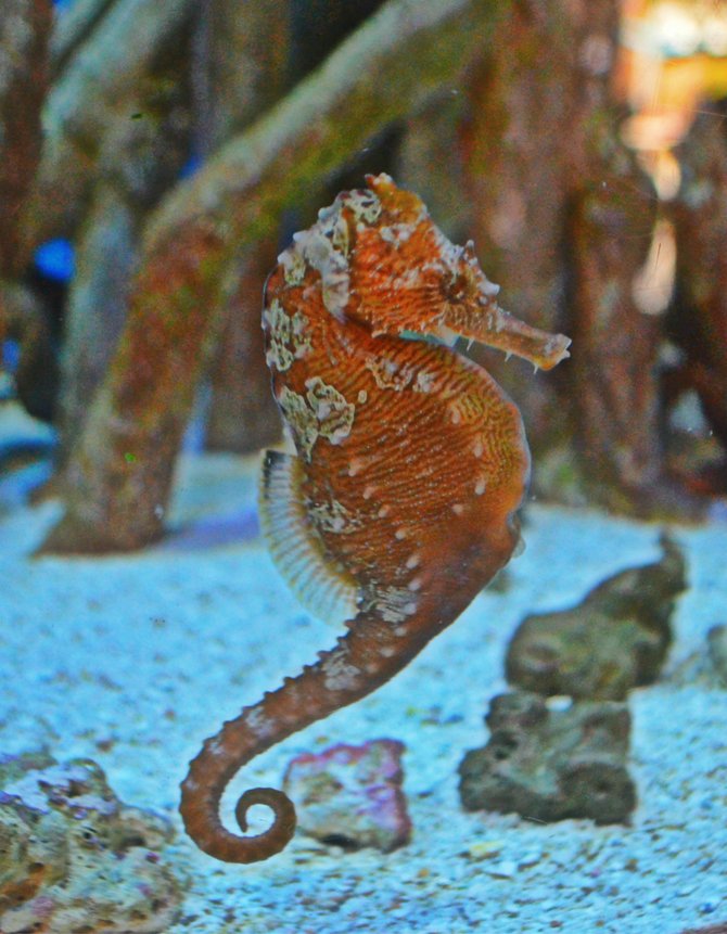 Seahorse at Birch Aquarium