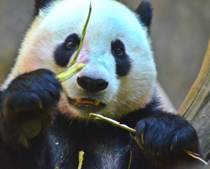 Bamboo for Breakfast. San Diego Zoo.