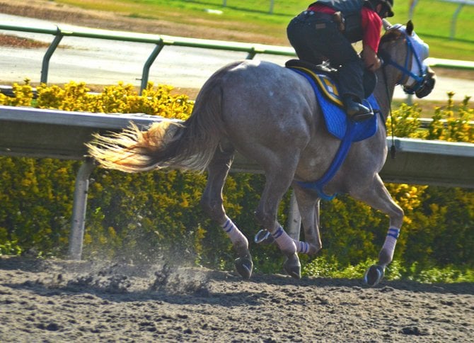 Putting the Ponies through their paces. Daybreak at Del Mar.