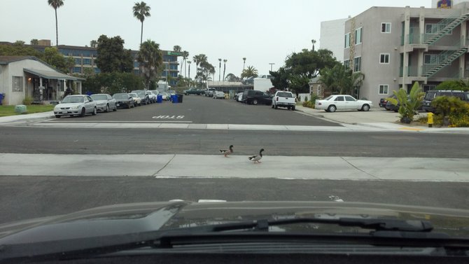 On my way to work in Point Loma, no chicken crossing the road but now I do konw that ducks cross the road and use the cross walk.  Had to take the picture from my cell phone.  Hope you like this one I did.