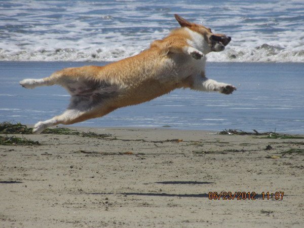In this pic you will see an amazing 4 year old Pembroke Welsh Corgi named Cuddles ,in the mist doing her famous ball trick at Coronado Dog Beach.I toss her the ball and she jumps in the air,spins and hits the ball at the same time..I do believe she is the only animal that does this trick..We have performed in front of a crowd of as many as over 1000 people and in front of lots n lots of cameras..The bigger the crowd the more excited Cuddles gets.. If you are ever looking for a very unique trick from a dog...Cuddles is your girl..