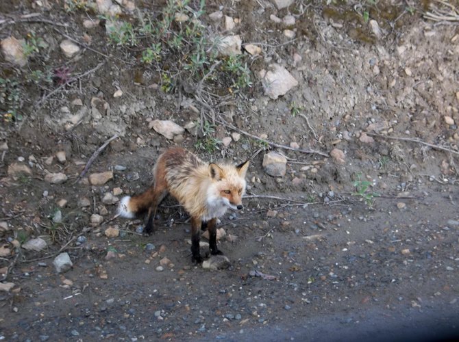 A busload of visitors interrupts this red fox's dinner in Denali National Park, Alaska