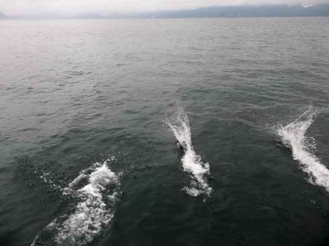 Three Dall's porpoises seem to guide our boat forward in Resurrection Bay along the Kenai Peninsula, Alaska.