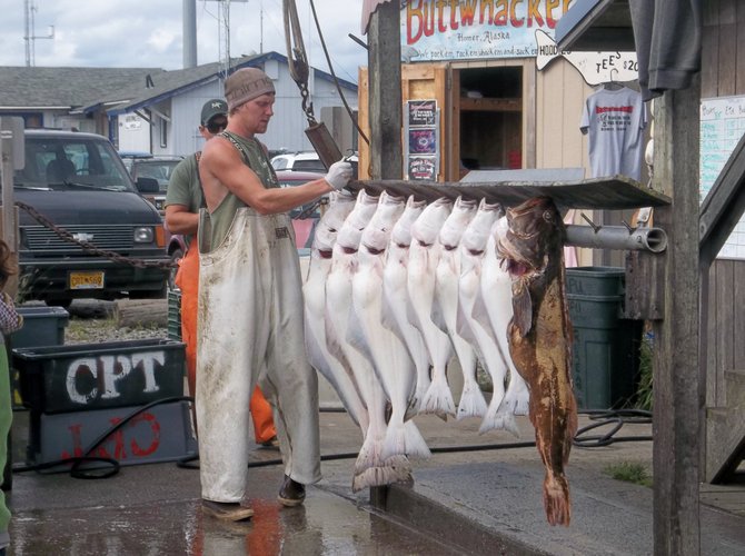 The day's catch in Homer, Alaska.