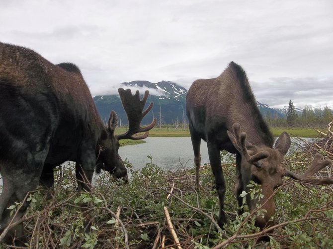 Moose near Girdwood, Alaska