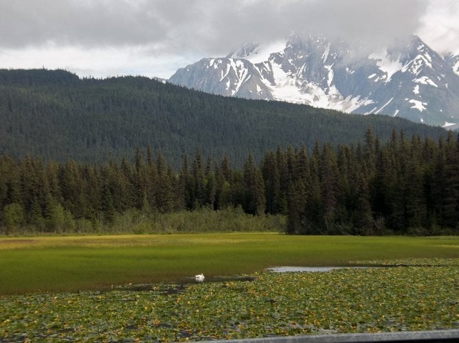 A swan enjoys a quiet moment in the Kenai Peninsula, Alaska.