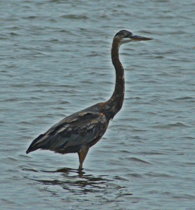 Blue Heron in Mission Bay