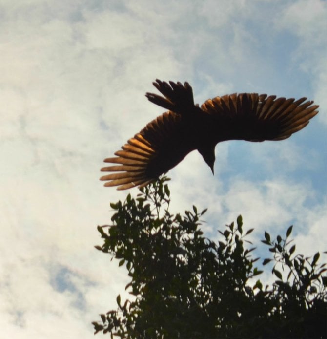 Crow flying over the Butterfly Garden in Balboa Park