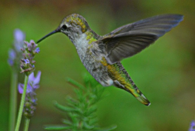 Hummingbird in my mother's garden. College Area.