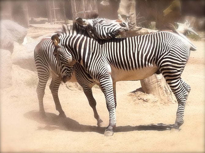 Zebra love....at the San Diego Zoo