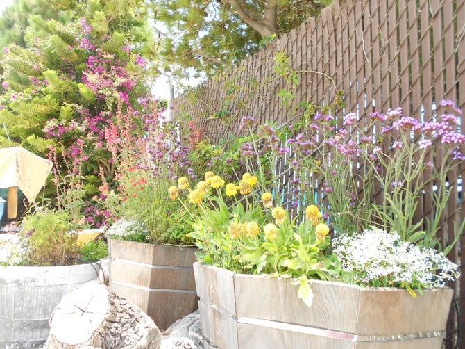 Flowers along Southwestern Yacht Club fence in Pt. Loma.