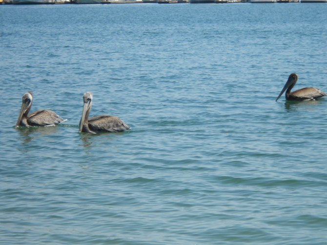 Young baby pelicans and mom along San Diego Bay and Shelter Island.