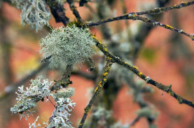 Lichen grows easily on the trees in Eugene Oregon