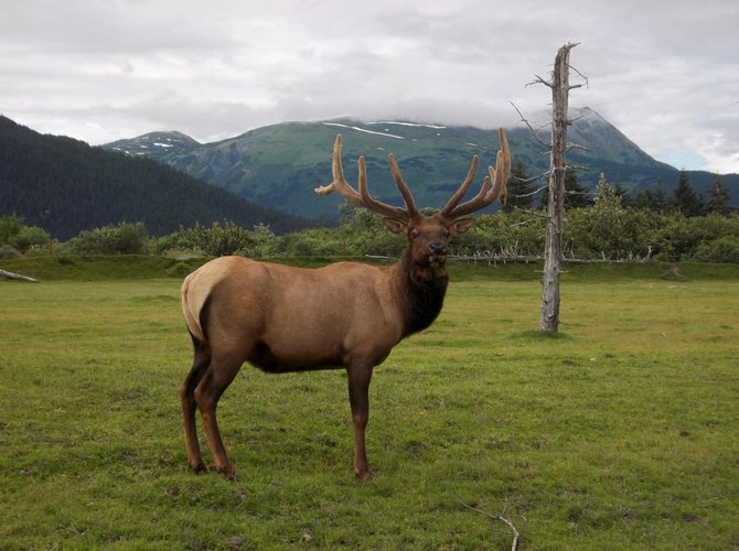 This caribou posed quite nicely for this shot near Anchorage, Alaska.