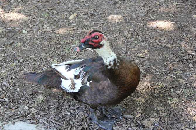 Darth maul face looking duck??? it kept following me around. 
I have never seen anything like it in SD
Fontana CA