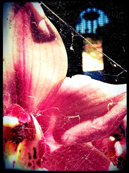 spiderweb orchid at the Balboa Atrium 