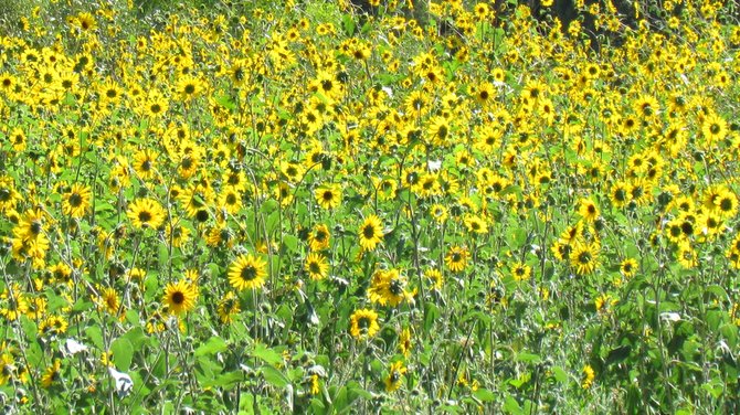 A view of wild sunflowers from the road in southwestern N.M.